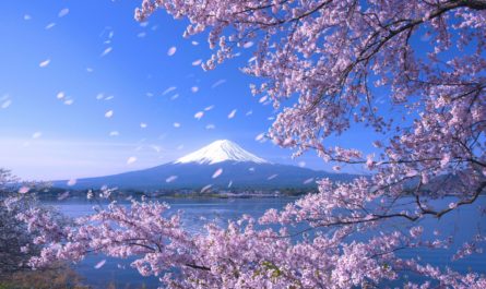 красивое фото Сакуры в Японии